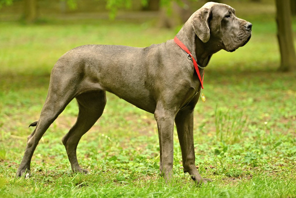 Gran perro danés
 - Foto, imagen