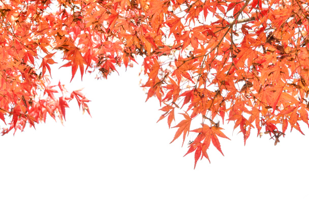 Close up fondo autunno isolato su bianco
 - Foto, immagini
