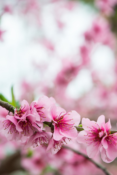Весной цветущие ветви деревьев на размытом фоне
 - Фото, изображение