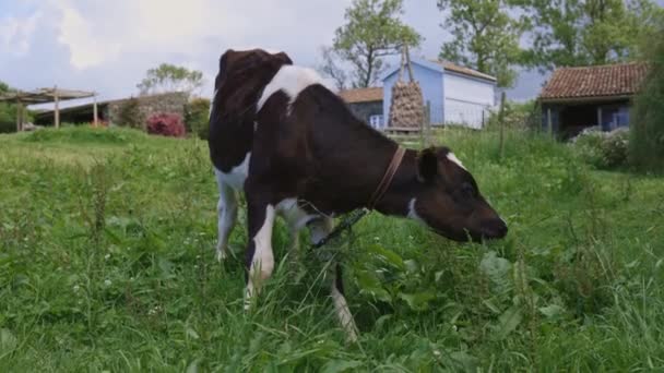 Μια αγελάδα βόσκει σε ένα χωράφι. Η αγελάδα είναι ασπρόμαυρη. Το γρασίδι είναι πράσινο και καταπράσινο - Πλάνα, βίντεο