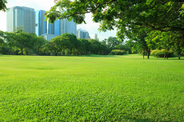 Прекрасне ранкове світло в громадському парку з зеленим трав'яним полем
 - Фото, зображення