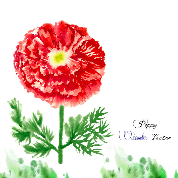 Watercolor background with red poppy-06 - Vetor, Imagem