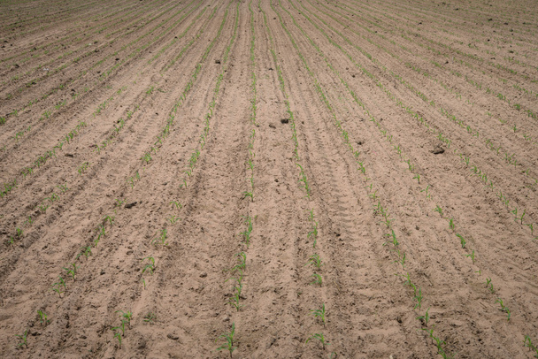Plantação de milho
 - Foto, Imagem