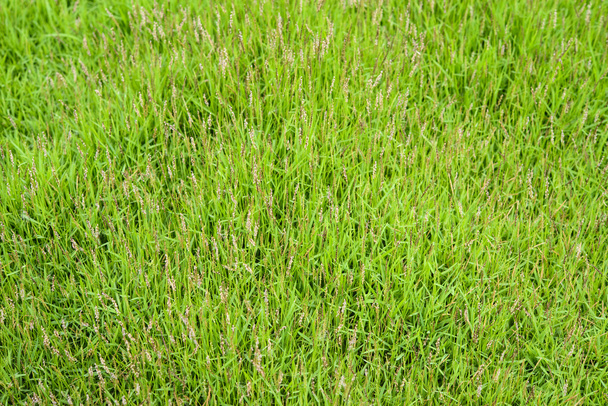 Fundo de grama verde com flor
  - Foto, Imagem