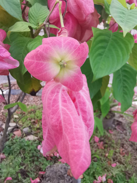 Mussaendae erythrophylla rosa la pianta di arbusto fiorito simile a una stella.  - Foto, immagini