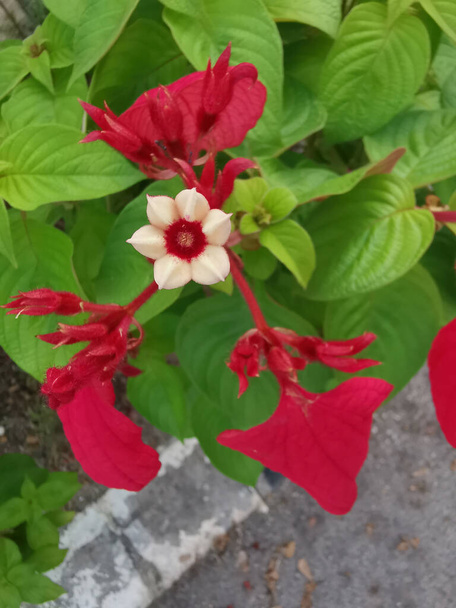 Red mussaenda erythrophylla la plante arbustive à fleurs étoilées.   - Photo, image