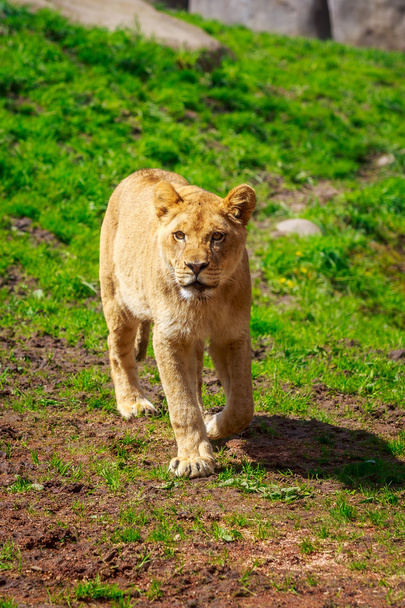 Aproximación de la leona
 - Foto, imagen