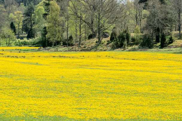 Field of dandelion - Photo, Image