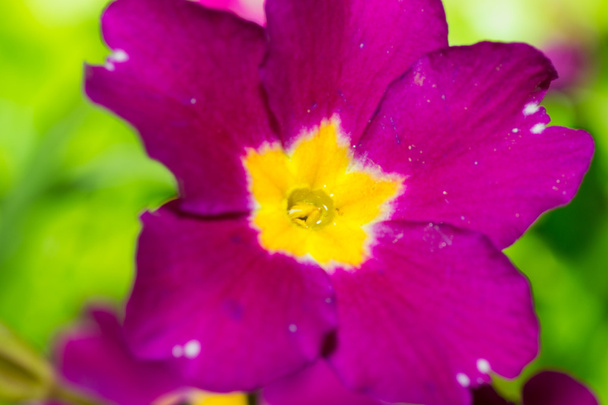 small flower - Foto, imagen