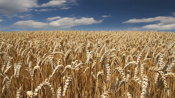 Zlatavá pšeničná pole je zralé a připravené pro sklizeň - Záběry, video