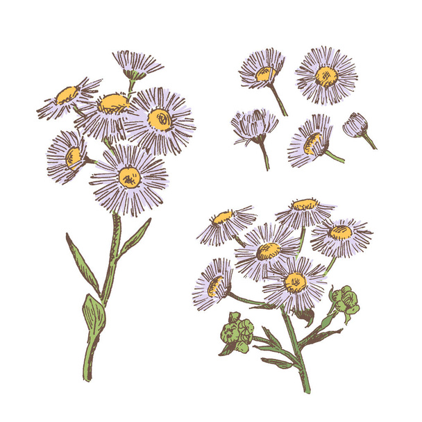 Planta de fleabano dibujada a mano, ilustración botánica grabada - Vector, imagen