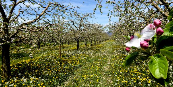 Panorama de un huerto de manzanas en flor
 - Foto, imagen