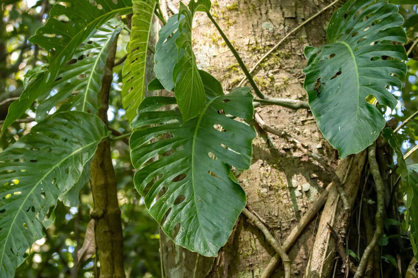 Uma planta de Monstera dubia em uma floresta na Costa Rica - Foto, Imagem