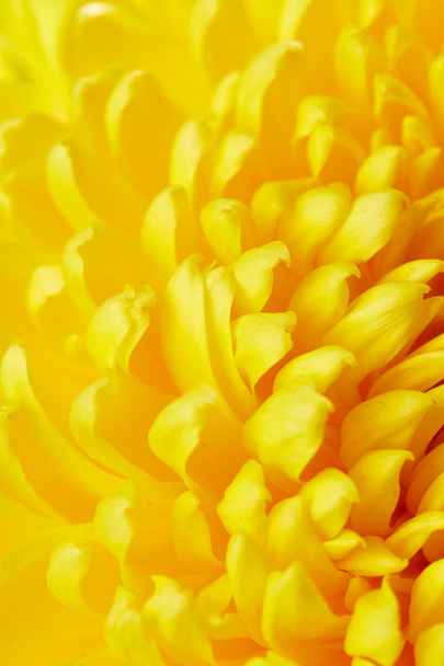 gelber Chrysanthemen Hintergrund - Foto, Bild