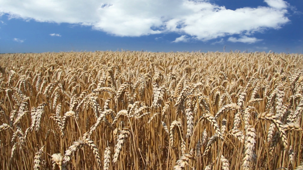Altın buğday tarlası manzarası - Video, Çekim