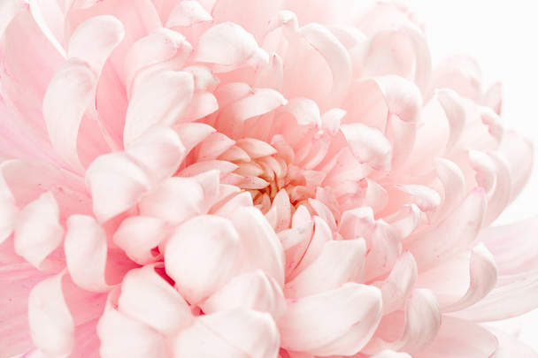 schöne rosa Blume - Foto, Bild