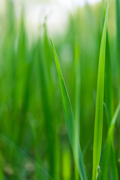 Green grass background - Photo, Image