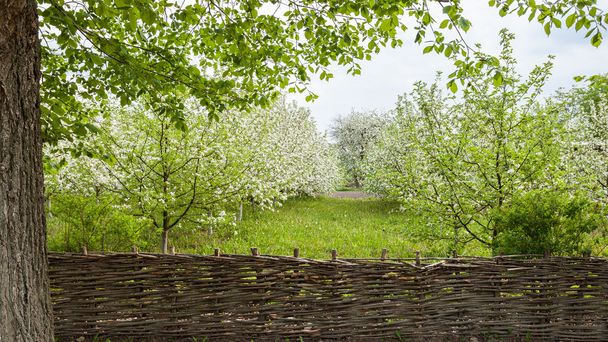 macieiras floridas
 - Foto, Imagem