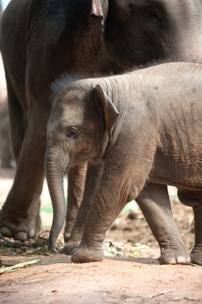 Relationship Thai Elephant calf and mom. - Photo, Image