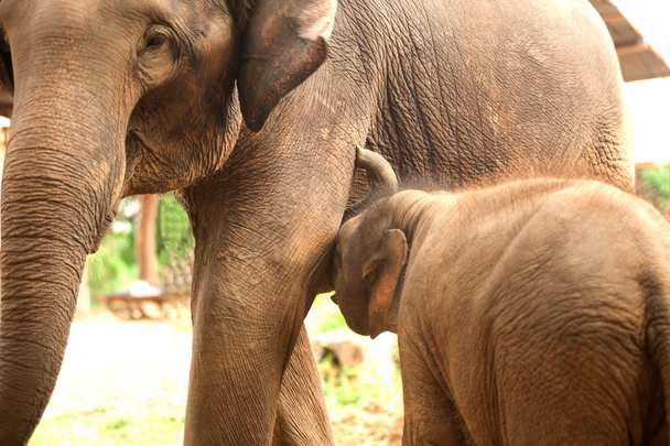 Suhde Thai Elefantti vasikka ja äiti
. - Valokuva, kuva