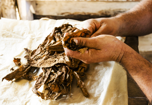 Fabricación tradicional de puros
 - Foto, Imagen