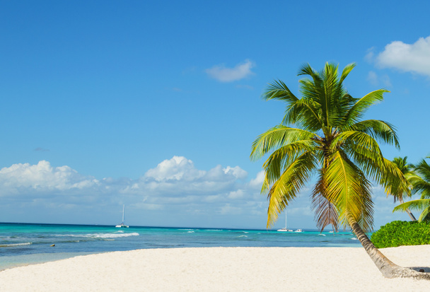Praia tropical incrível com palmeira
 - Foto, Imagem