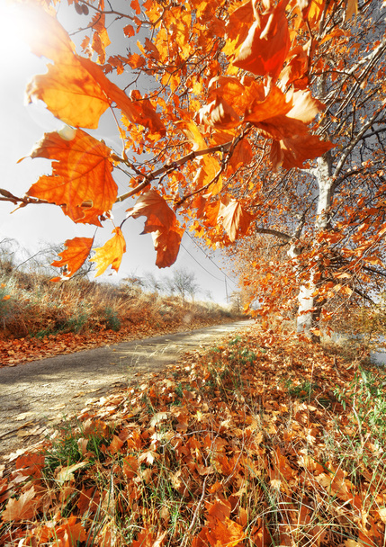 Paisaje de otoño de árboles
 - Foto, Imagen
