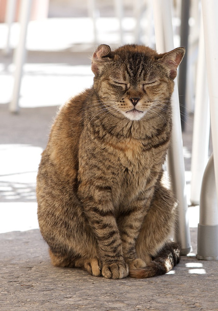 Gato callejero salvaje en fondo natural borroso, gato triste, gato callejero enfermo, problema social
 - Foto, Imagen