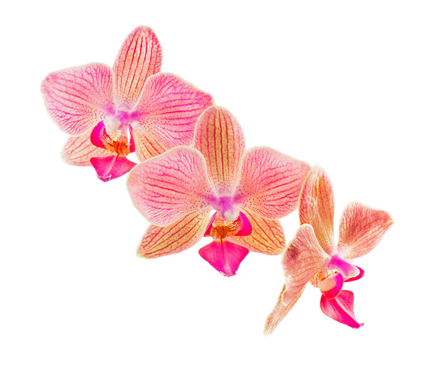 Phalaenopsis orchidea virágok - Fotó, kép