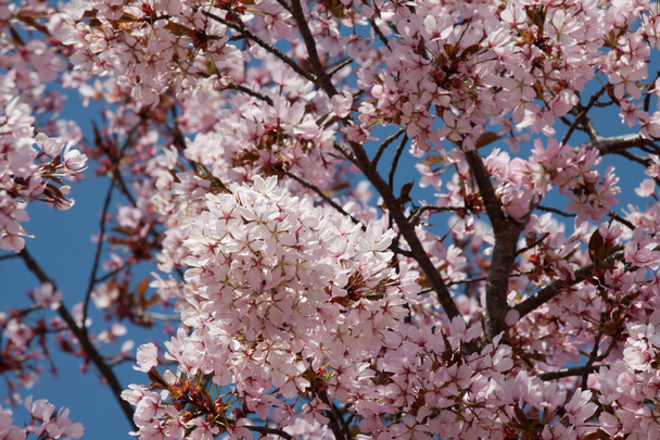 Kirschblüte - Foto, afbeelding