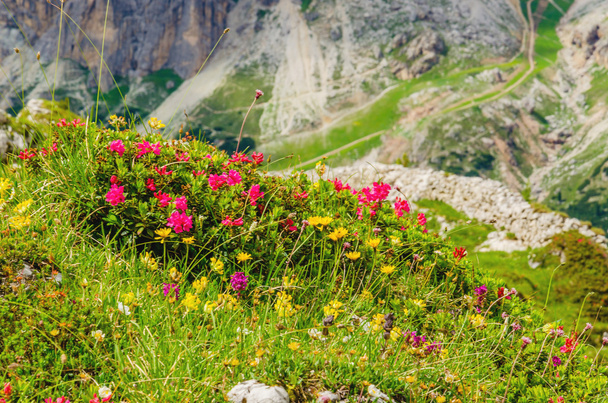 Гірські квіти і сосни, Доломітові Альпи, Італія - Фото, зображення