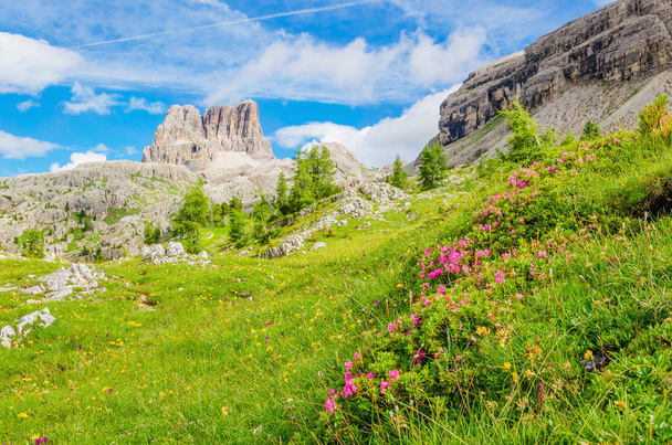 Гірські квіти і сосни, гори Доломіти - Фото, зображення