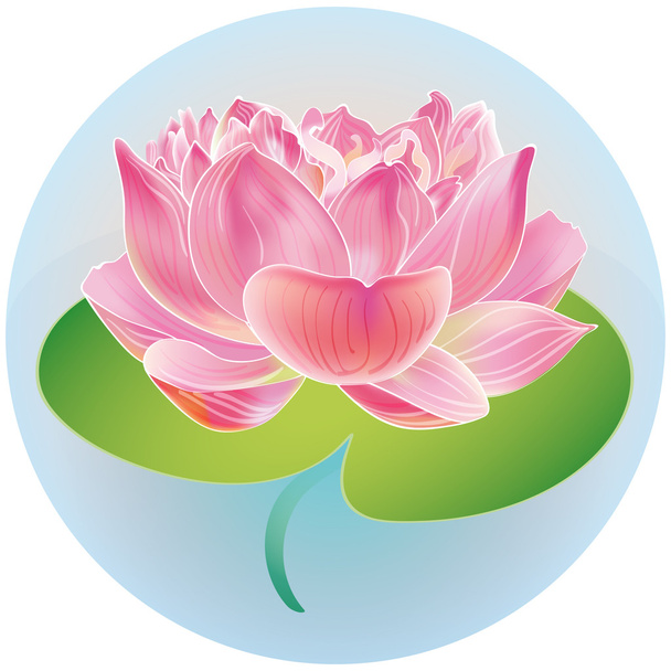 szép lotus csepp - Vektor, kép