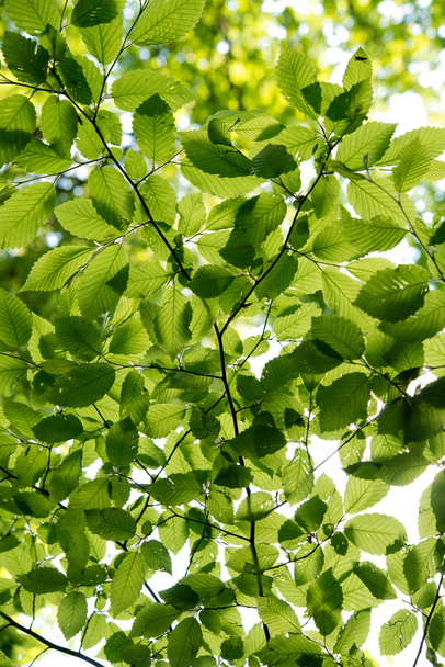 春に樹冠の葉 - 写真・画像