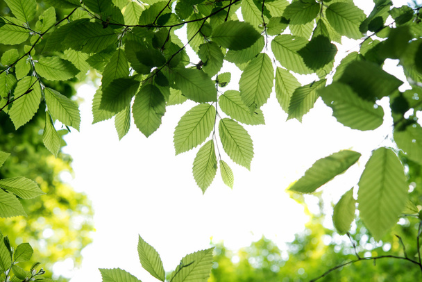 foliage of tree crowns in spring - Photo, Image