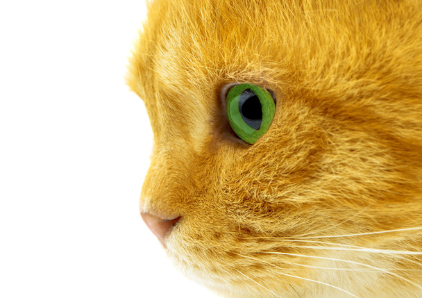 inkivääri kissa eristetty
 - Valokuva, kuva