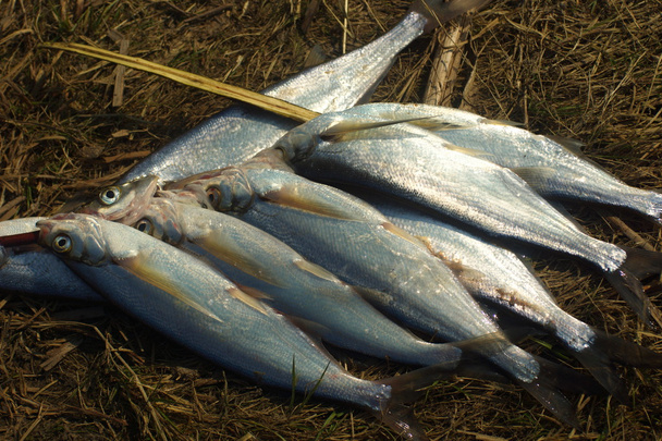 Sabrefish - Foto, afbeelding