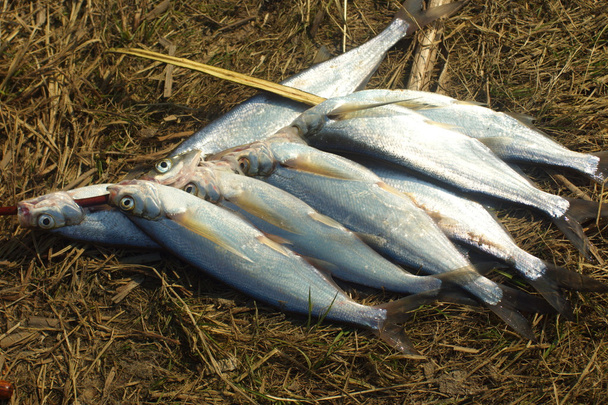 Sabrefish - Photo, Image