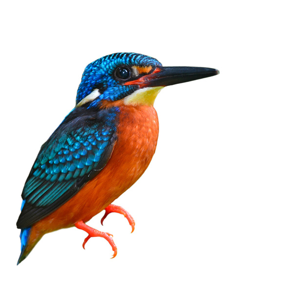 Blue-eared Kingfisher - Foto, Imagem
