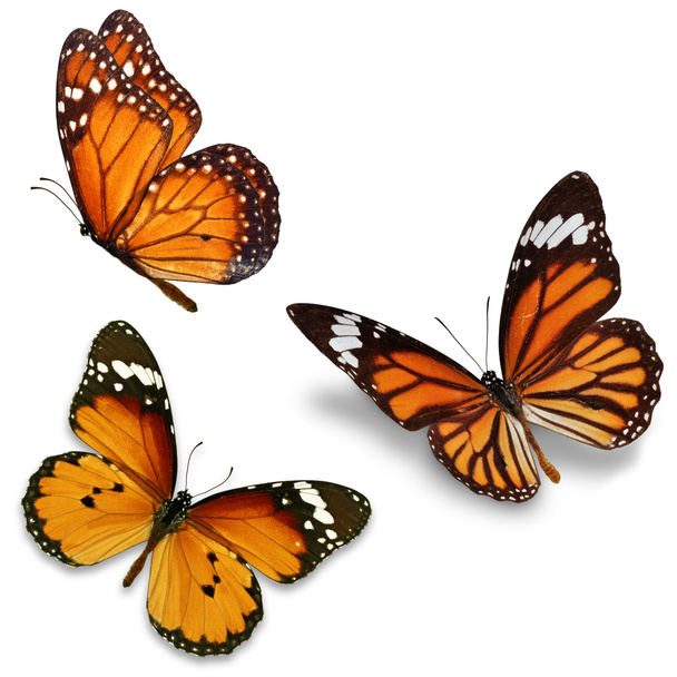 Tre farfalle monarca
 - Foto, immagini