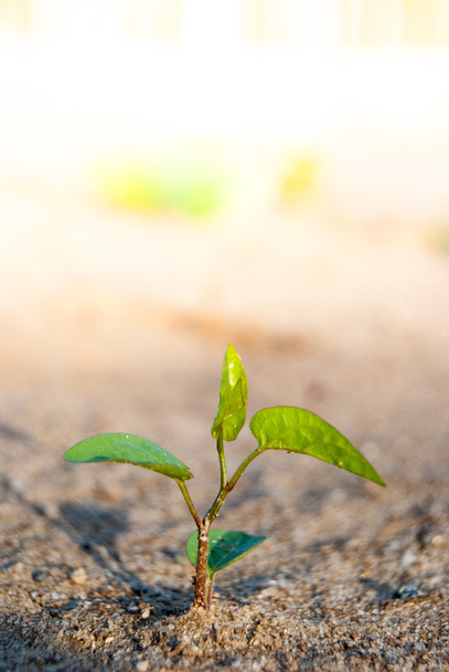 sprout in ground - Photo, Image