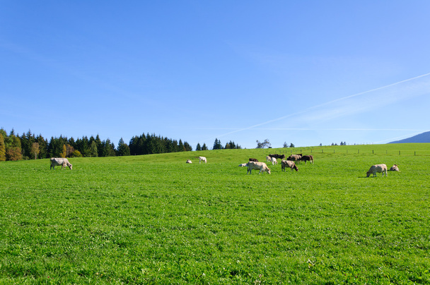 Farm and cows - Photo, Image