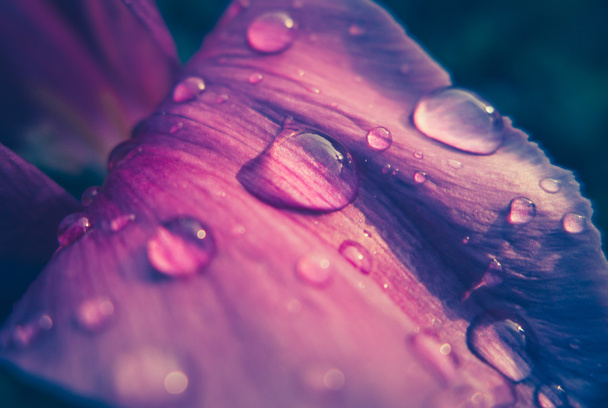 Wassertropfen auf Blume - Foto, Bild