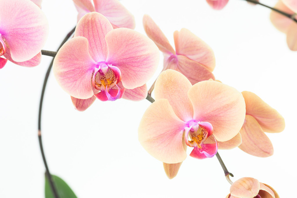 Perzik nachtvlinder orchideeën close-up - Foto, afbeelding