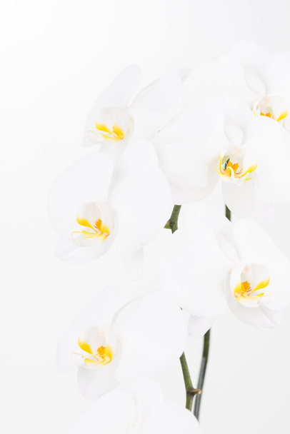 Branco traça orquídeas fechar
 - Foto, Imagem