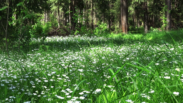 άνοιξη δάσος και πεδίο των λουλουδιών - Πλάνα, βίντεο