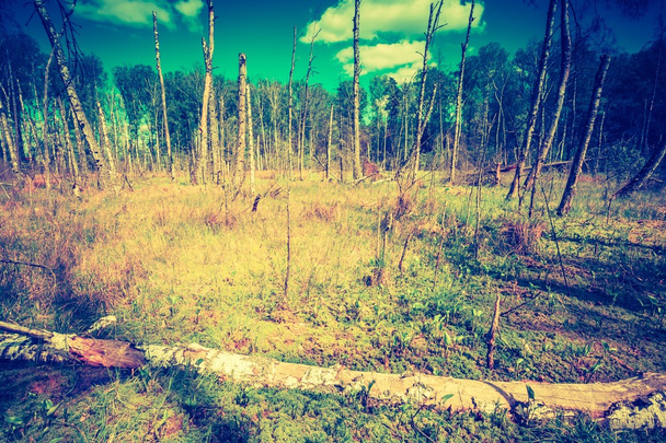 Zone umide con tronchi d'albero morti
 - Foto, immagini