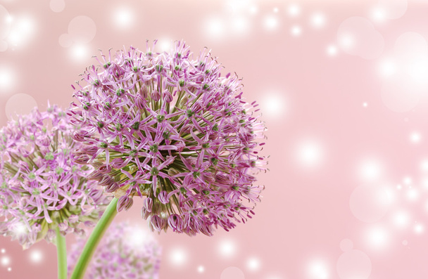 Mooie bloeiende paarse Allium Close Up, groet of bruiloft kaart ontwerp. - Foto, afbeelding