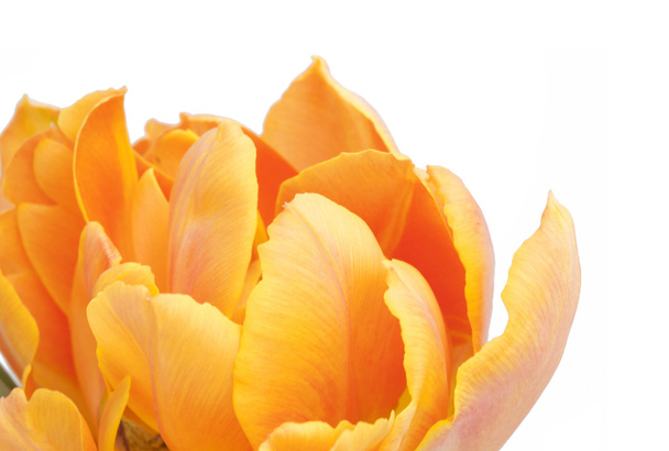 Tulpen - Foto, Bild