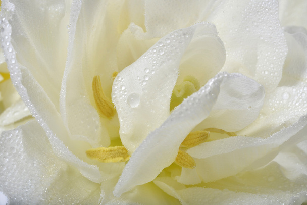 Withe rose closeup - Photo, Image